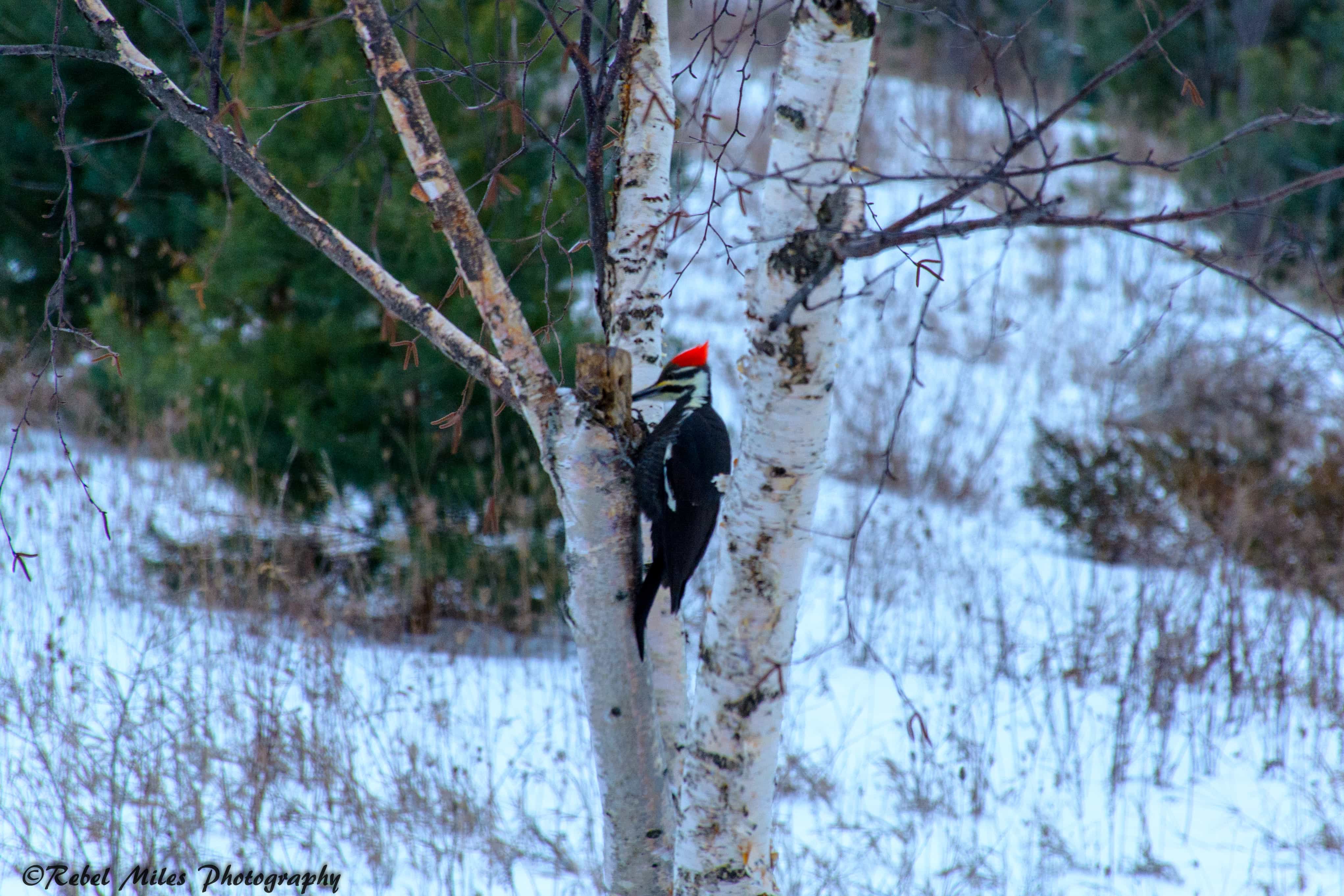 Charlevoix-Pileated-Woodpecker-2